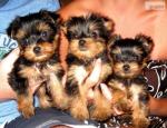 Aangeboden: Uitstekende Yorkie Puppies voor a