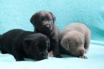 Perfect Labrador !!pupjes beschikbaar,
