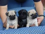 Beige en Zwarte mops pups